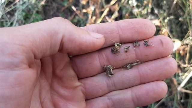 Пресуем,ворошим на двух мтз 80 дядя Витя и Игорек смотреть онлайн