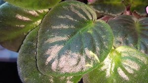 Что делать если попала вода на фиалки