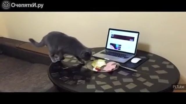 Как кота отучить кота лазить по столу!!! смотреть онлайн