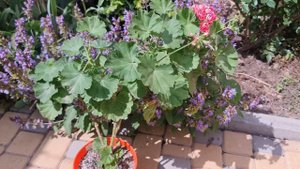 Розебудна пеларгонія Pink Rambler