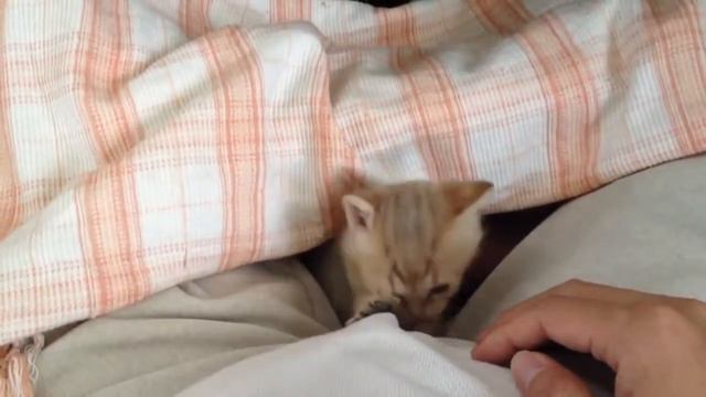 Самый красивый котёнок года  Смешное видео про котёнка