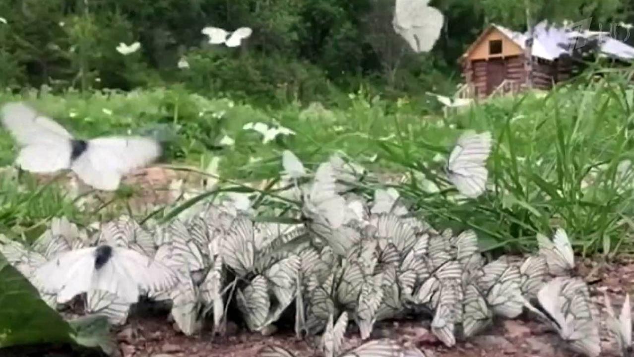 В республике Алтай нашествие белых бабочек