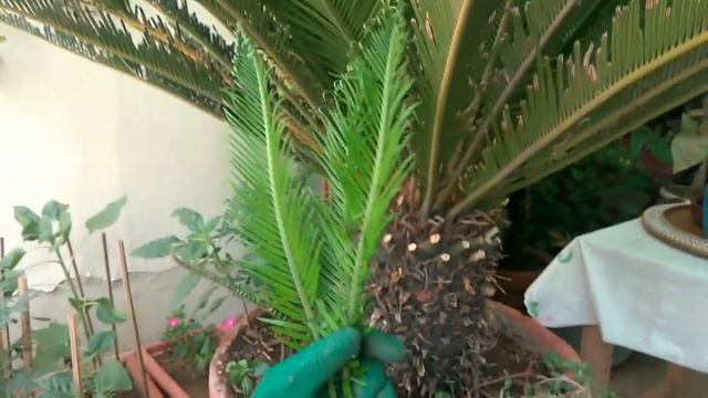 Harvesting sago palm / cycas plant смотреть онлайн