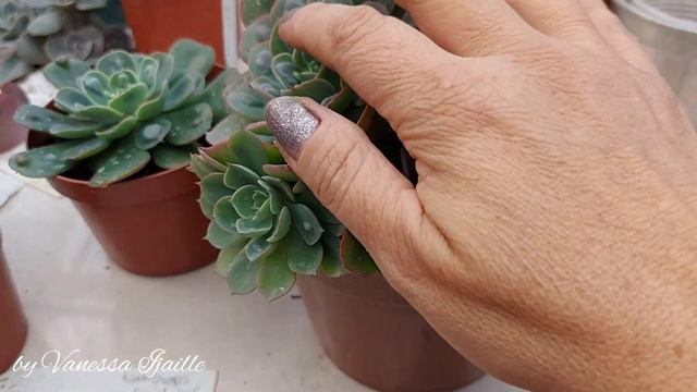 Echeveria Rain Drops! 