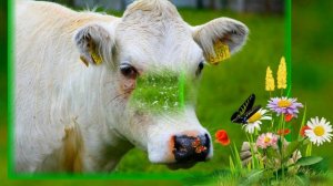 мычание коровы / звуки коровы / корова мычит / красивые коровы для детей