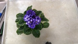 AFRICAN VIOLETS in bloom. Types review.