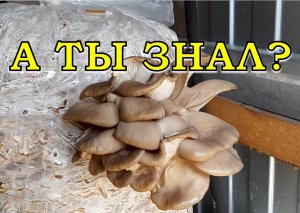 Выращиваем ГРИБЫ на даче! Готовим грибной блок для ВЕШЕНОК
