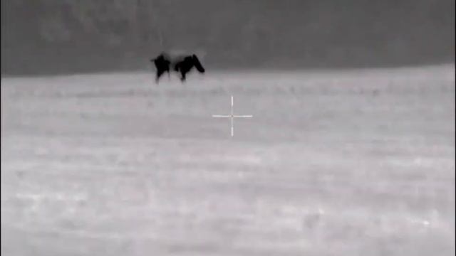 Part 46. Wild boar hunt, axion xm30, thermion xp50 смотреть онлайн