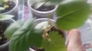 Выращивание из семян ежевики в домашних условиях