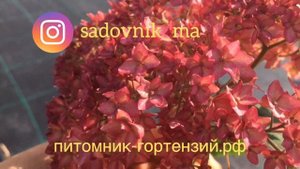 Гортензия Древовидная Белла Анна