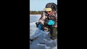 Здесь должен быть налим. Рыбалка последний лед