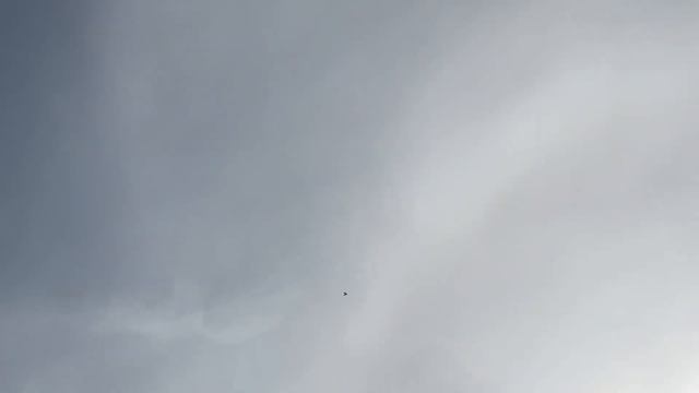 Двигаемся 🕊️Турецкие голуби в Душанбе смотреть онлайн