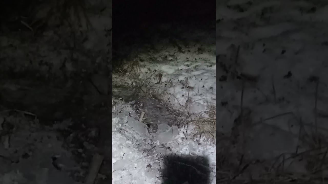 ЧТО ЗА ЗВЕРЬКА Я СНЯЛ НОЧЬЮ НА РЫБАЛКЕ? смотреть онлайн