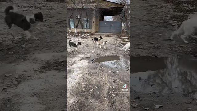 Спасение и помощь бездомным животным в Украине смотреть онлайн