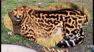 Королевский гепард