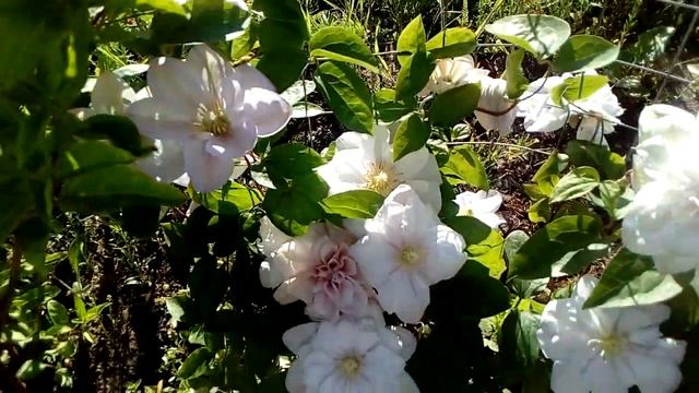 Клематисы Innocent Blush и The President смотреть онлайн