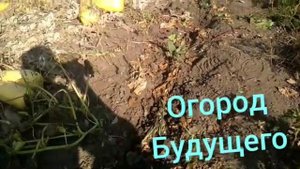 Как вырастить крупную свеклу на тяжелой почве, в жару, и сэкономить на поливе