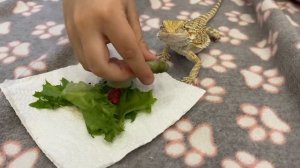 Бородатая агама гуляет по квартире