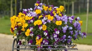 Анютины глазки — посадка семенами в открытый грунт
