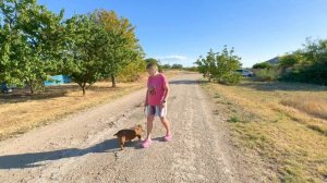 Американский Булли - тип Экзотик - продается молодой кобель