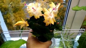 Шлюмбергера часть 1