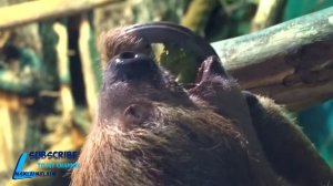 ленивец ест