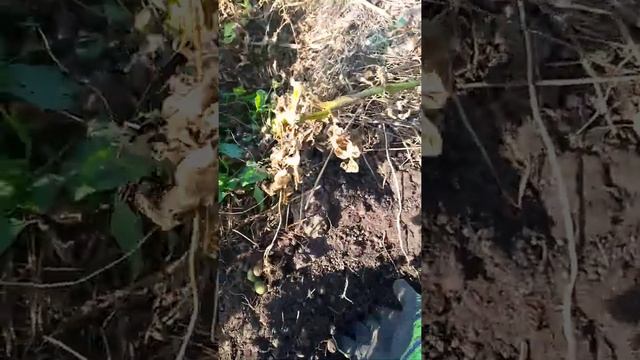 Урожай картофеля в 2022 году,,?? смотреть онлайн