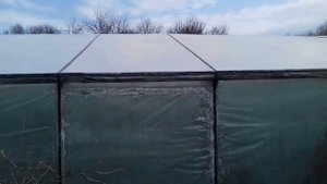 Подкормка огурцов. Кальций по листу. 11.04.21г