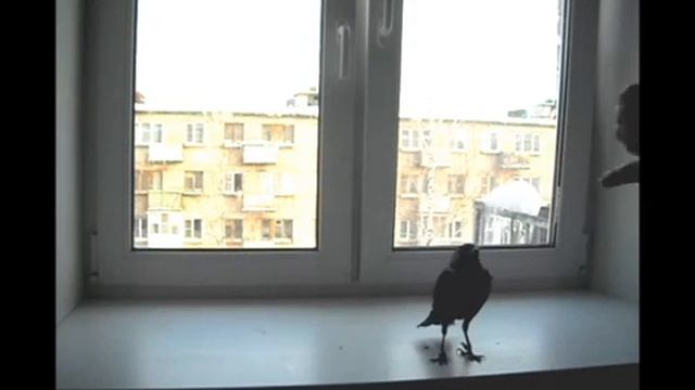 Галка Фишка, кликер дрессировка. Таргет