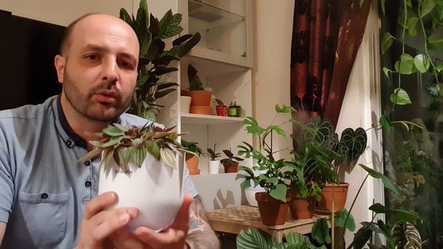 Peperomia Caperata Rosso