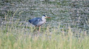 Рыбалка серой цапли