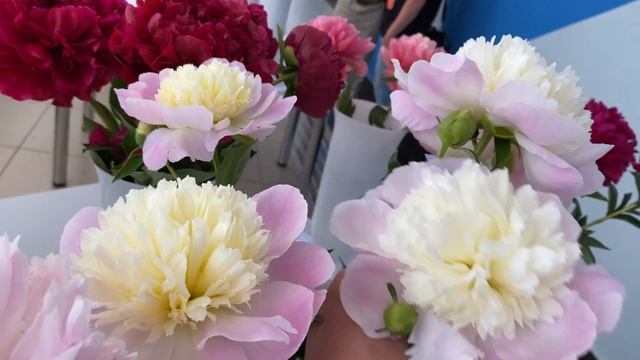 Юбилейная выставка пионов(часть 2-я) в Великом Новгороде с 18-19июня 2021 года смотреть онлайн