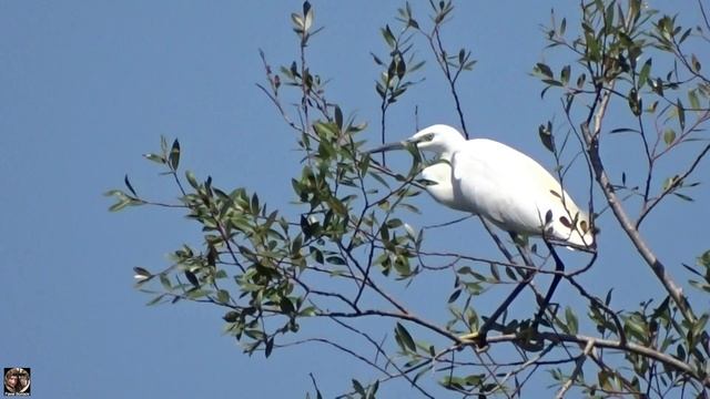 Белая цапля баланс на ветру, река Бзыбь, Абхазия / White heron #цапля #белаяцапля #heron #whitehero смотреть онлайн