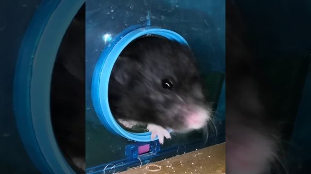 Загадочный хомяк