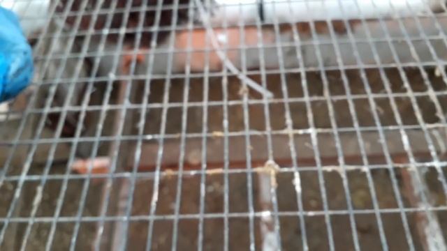 Брудер для цыплят в теплице .Подготовка к запуску. смотреть онлайн