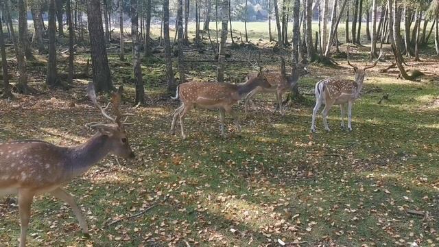 Олени?. Зубры?. Осенний лес??. смотреть онлайн