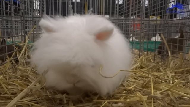 Кролик — Карликовая ангора с голубыми глазами