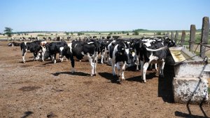 Карантин ввели на территории агрофирмы «Заря» в Курганинском районе: фермер пытается спасти предприя