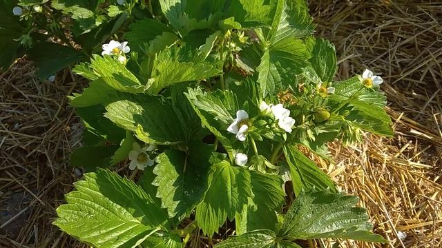 КАК ПОБЕДИТЬ СЛИЗНЯ!??? смотреть онлайн