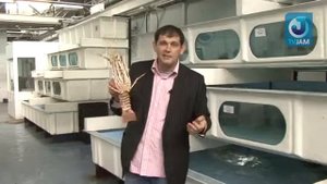 Выбор продуктов омары и лангуст