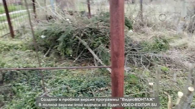 001_Мы купили дачу, начинаем уборку участка