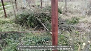 001_Мы купили дачу, начинаем уборку участка