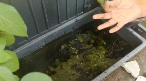 AQUATIC PLANT PROPAGATION | VLOG #6