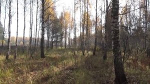 Жан Татлян. Осенний свет. Песни нашей молодости..avi