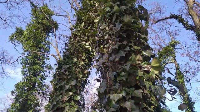 ПЛЮЩ - ідеальна вічнозелена рослина для затінку на дачі (альтанки, балкони тощо) смотреть онлайн