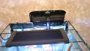 Запуск аквариум куб на 100 литров с папоротниками и Гуппи