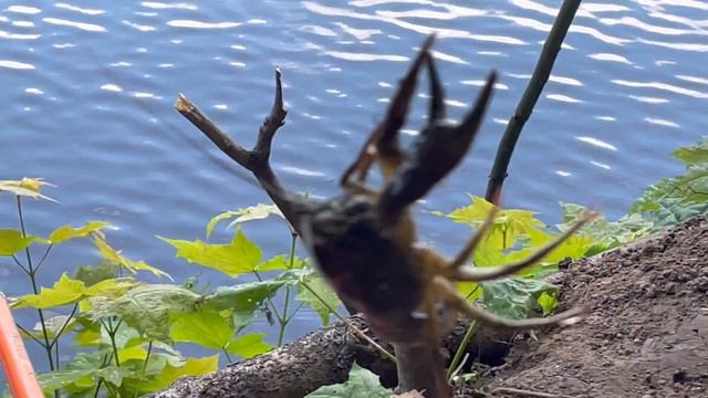 Рыбалочка,ловля Раков на удочку🎣🦞#рыбалка#раки