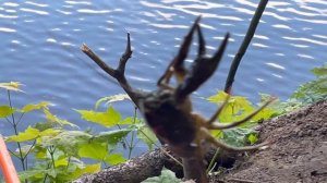Рыбалочка,ловля Раков на удочку🎣🦞#рыбалка#раки