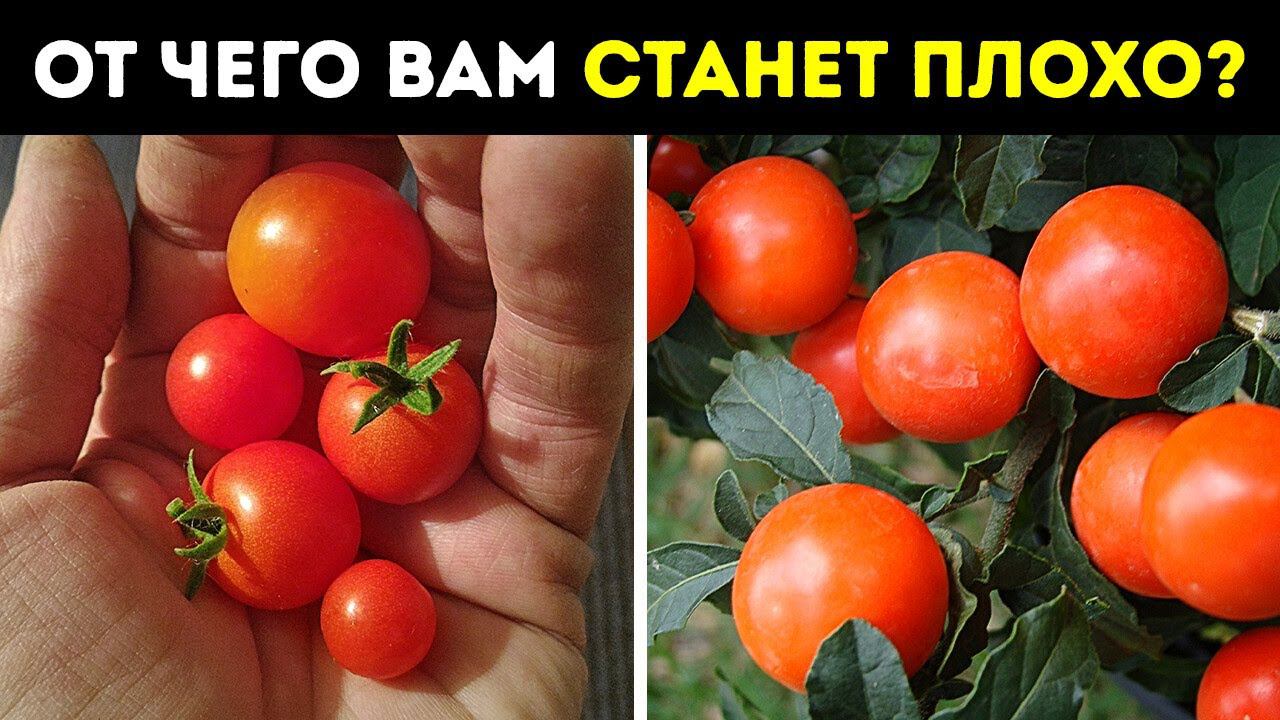 Эти растения — мастера маскировки, не ешьте их!