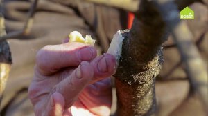 Как правильно обрабатывать калину весной. Советы начинающим садоводам